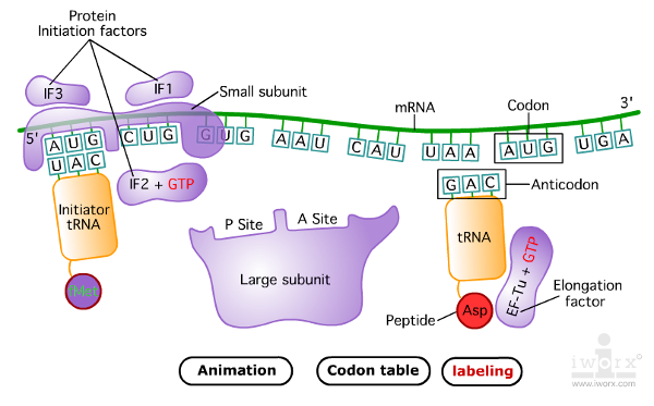 Factores proteicos