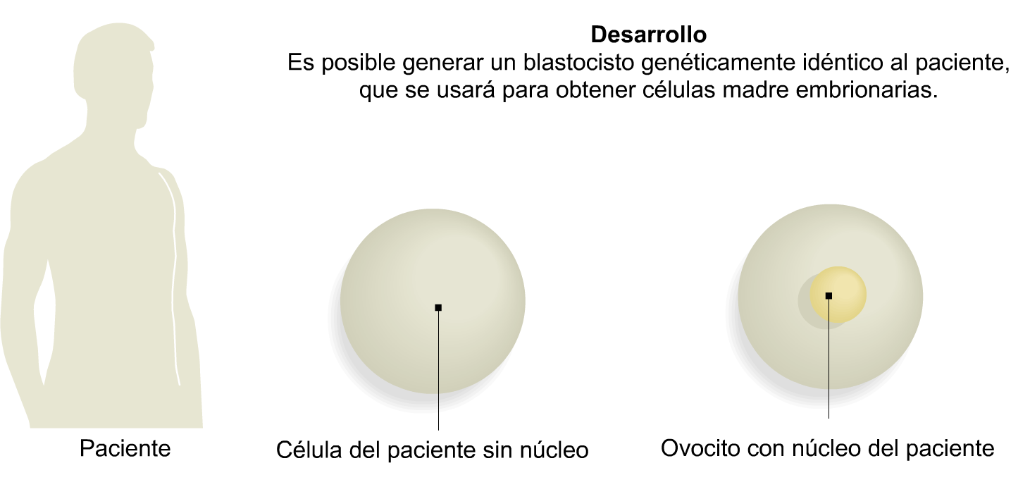 Transferencia nuclear