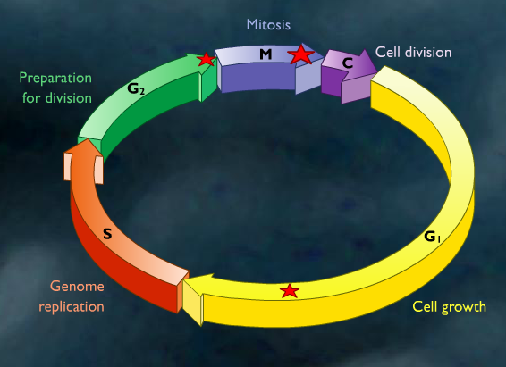 Control del ciclo celular