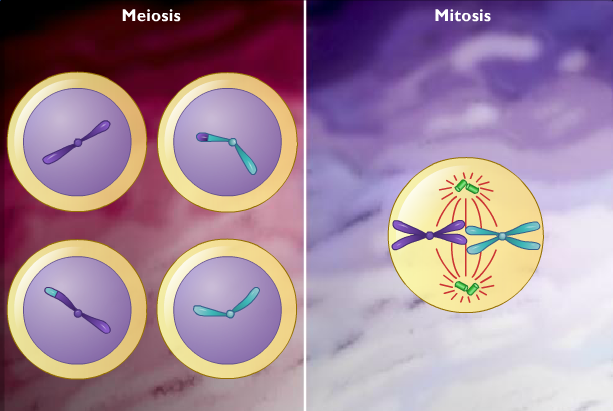 Mitosis vs Meiosis