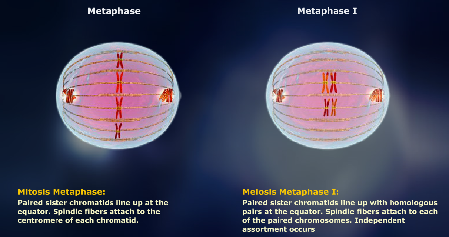 Mitosis vs Meiosis